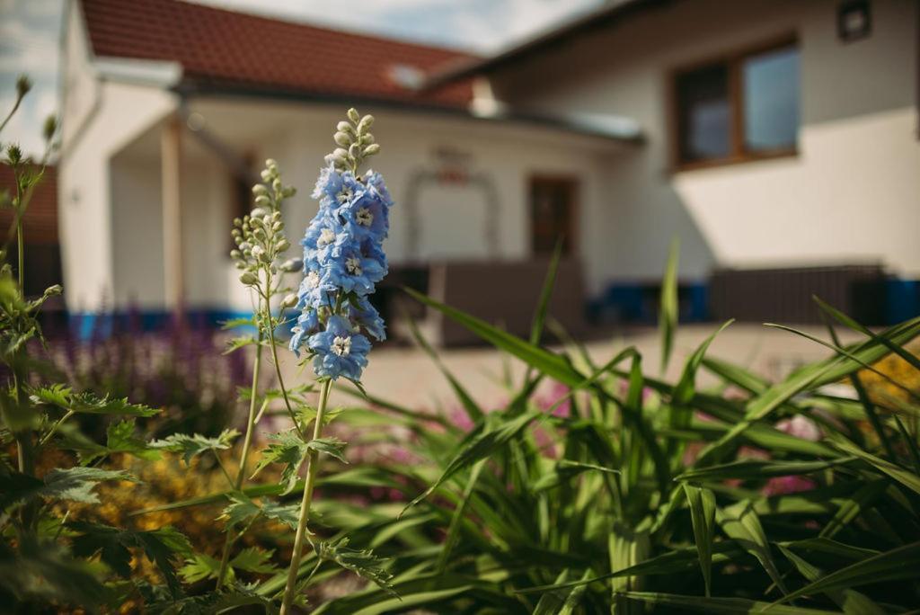 Apartman U Draba: Ubytovani Na Slovacku V Miloticich U Kyjova Milotice Exterior foto